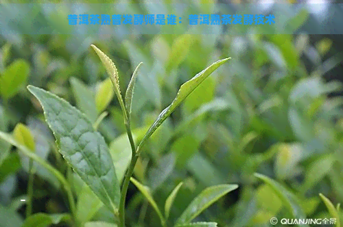 普洱茶熟普发酵师是谁：普洱熟茶发酵技术