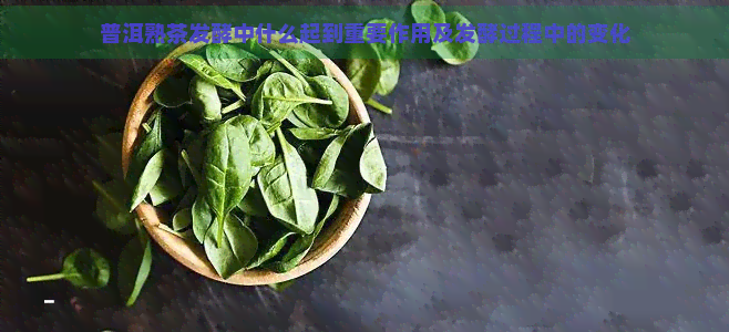 普洱熟茶发酵中什么起到重要作用及发酵过程中的变化