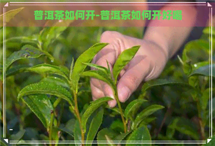 普洱茶如何开-普洱茶如何开好喝