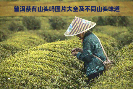 普洱茶有山头吗图片大全及不同山头味道