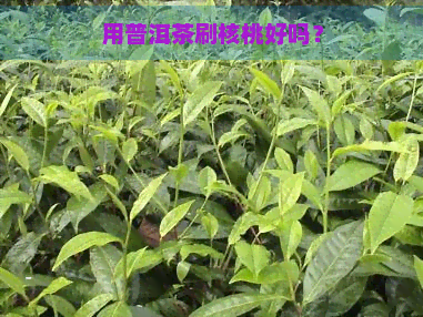 用普洱茶刷核桃好吗？