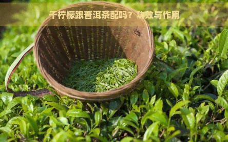 干柠檬跟普洱茶配吗？功效与作用