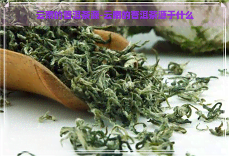 云南的普洱茶源-云南的普洱茶源于什么