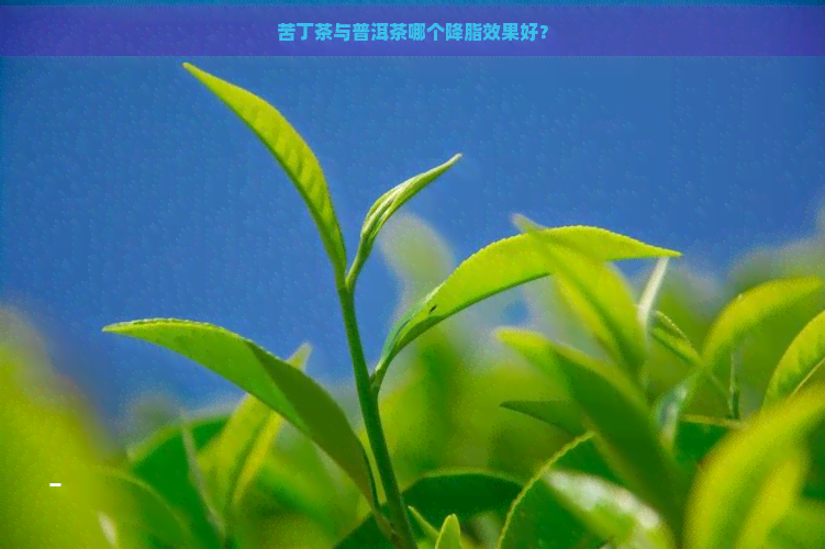 苦丁茶与普洱茶哪个降脂效果好？