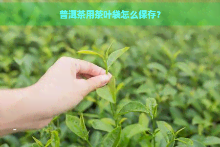 普洱茶用茶叶袋怎么保存？