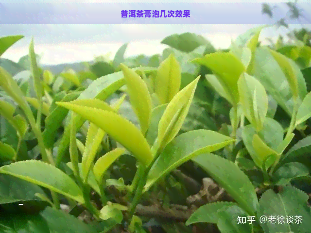 普洱茶膏泡几次效果