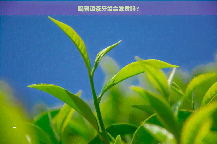 喝普洱茶牙齿会发黄吗？