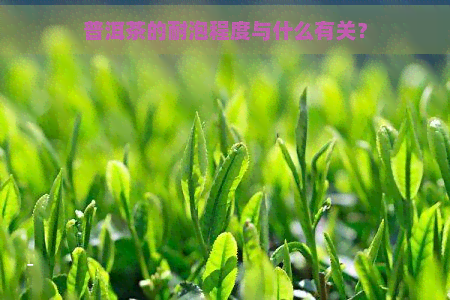 普洱茶的耐泡程度与什么有关？