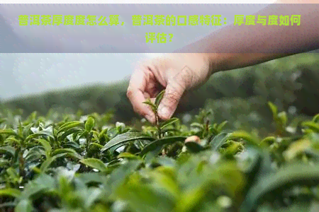 普洱茶厚度度怎么算，普洱茶的口感特征：厚度与度如何评估？