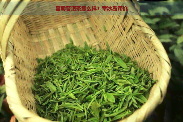 宫明普洱茶怎么样？章冰岛评价