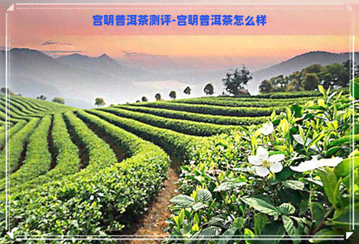 宫明普洱茶测评-宫明普洱茶怎么样