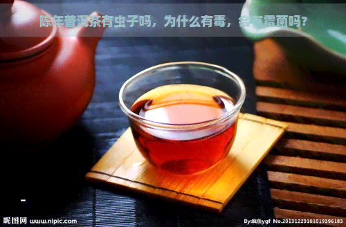 陈年普洱茶有虫子吗，为什么有，会有霉菌吗？