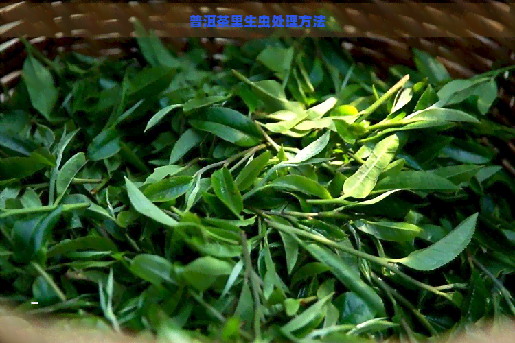 普洱茶里生虫处理方法