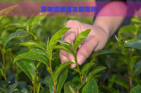 高做旧普洱茶能喝吗？