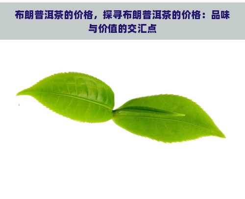 布朗普洱茶的价格，探寻布朗普洱茶的价格：品味与价值的交汇点