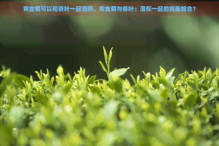 黄金菊可以和茶叶一起泡吗，黄金菊与茶叶：泡在一起的完美组合？