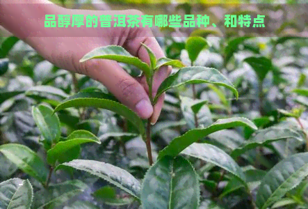 品醇厚的普洱茶有哪些品种、和特点