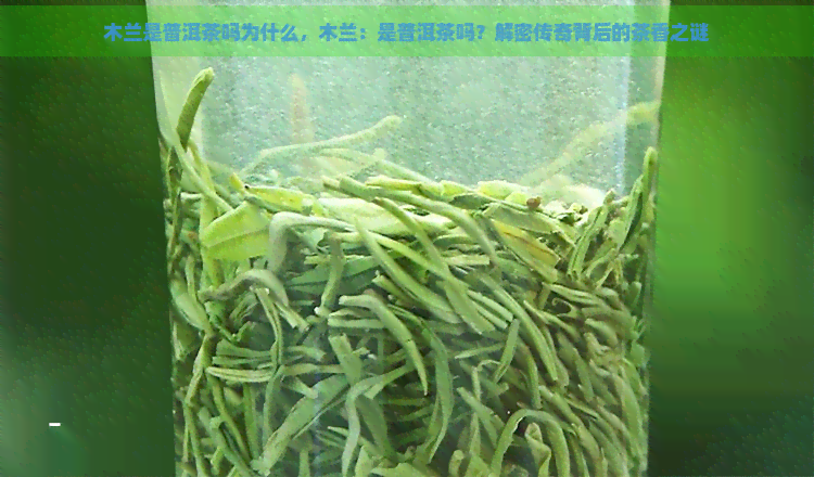 木兰是普洱茶吗为什么，木兰：是普洱茶吗？解密传奇背后的茶香之谜