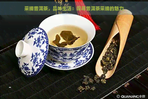 采摘普洱茶，品味生活：探寻普洱茶采摘的魅力