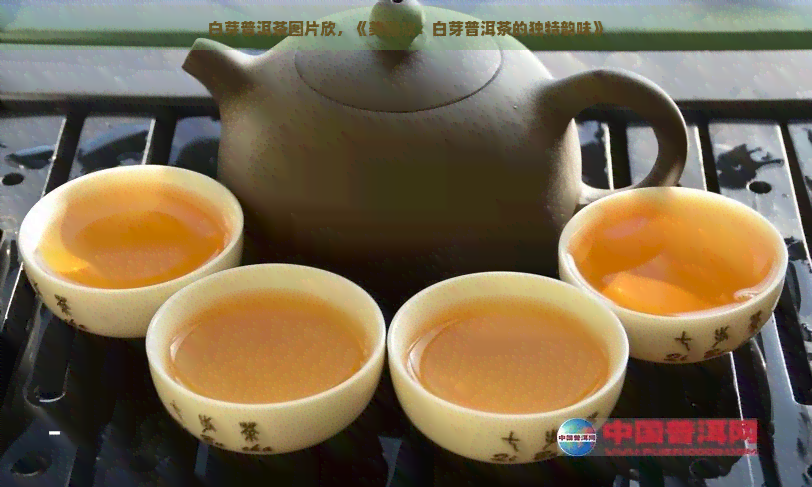 白芽普洱茶图片欣，《美图欣：白芽普洱茶的独特韵味》