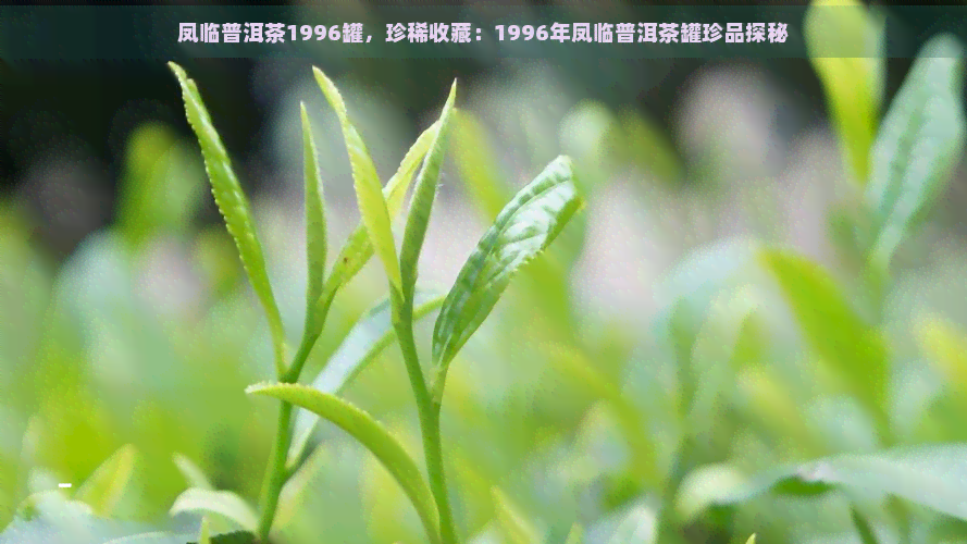 凤临普洱茶1996罐，珍稀收藏：1996年凤临普洱茶罐珍品探秘