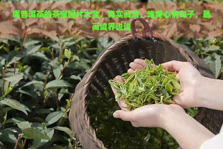 喝普洱茶的茶室图片大全，真实高清，唯美心情句子，更高境界说说