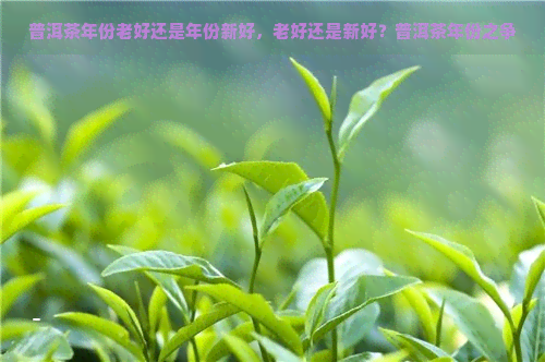 普洱茶年份老好还是年份新好，老好还是新好？普洱茶年份之争