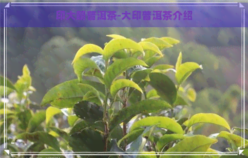 印大朗普洱茶-大印普洱茶介绍