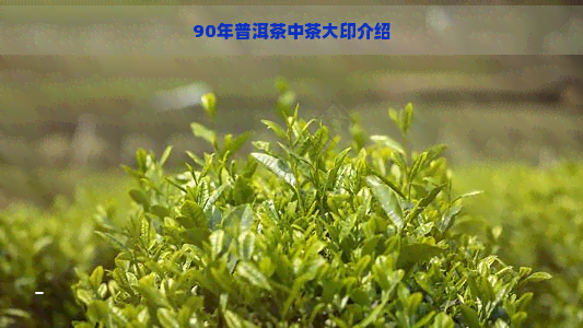 90年普洱茶中茶大印介绍