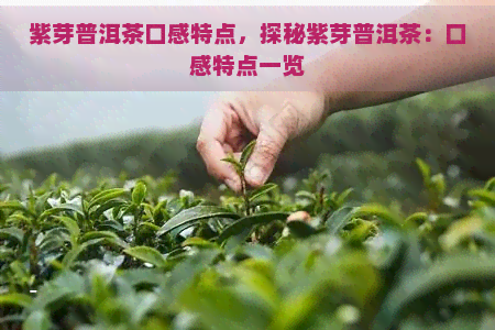 紫芽普洱茶口感特点，探秘紫芽普洱茶：口感特点一览