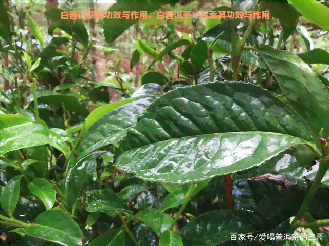 白普洱茶的功效与作用，白普洱茶：探索其功效与作用