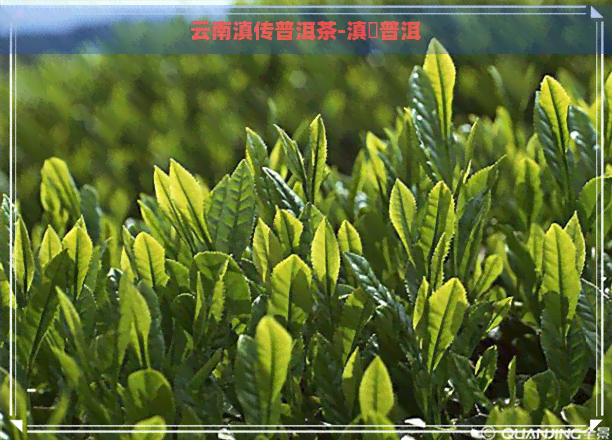 云南滇传普洱茶-滇垚普洱