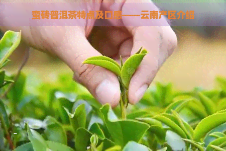 蛮砖普洱茶特点及口感——云南产区介绍