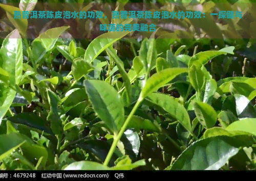 熟普洱茶陈皮泡水的功效，熟普洱茶陈皮泡水的功效：一探健与味道的完美融合