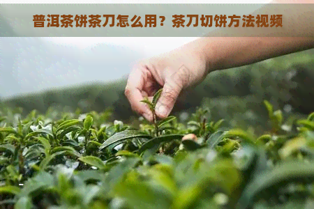 普洱茶饼茶刀怎么用？茶刀切饼方法视频