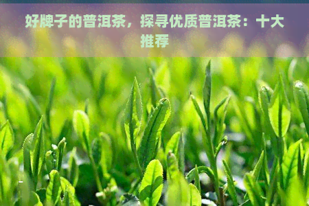 好牌子的普洱茶，探寻优质普洱茶：十大推荐