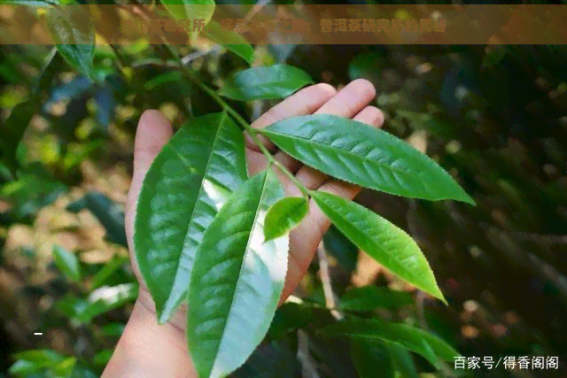 普洱茶研究所，探索茶香之旅：普洱茶研究所的奥秘