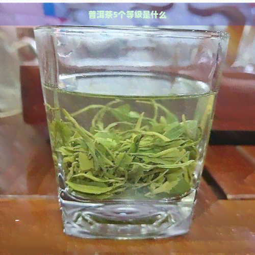 普洱茶5个等级是什么