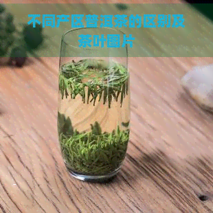 不同产区普洱茶的区别及茶叶图片