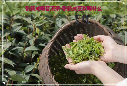 张新成喝普洱茶-张新成喜欢喝什么