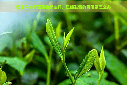 喝了坏的普洱茶会怎么样，已经发霉的普洱茶怎么办