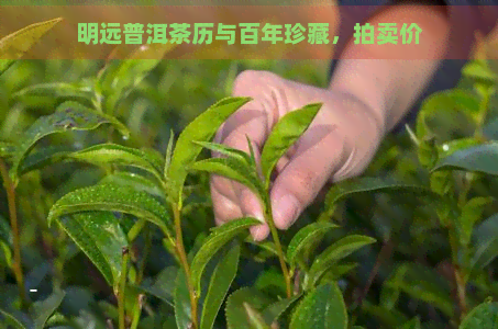 明远普洱茶历与百年珍藏，拍卖价