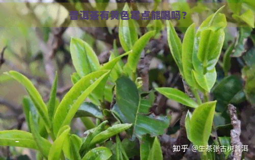 普洱茶有黄色霉点能喝吗？