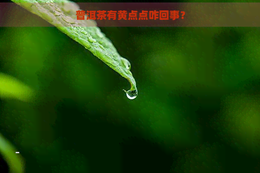 普洱茶有黄点点咋回事？