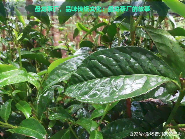 盘龙茶厂，品味传统文化：盘龙茶厂的故事