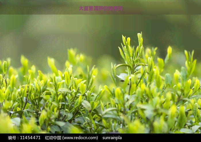 大益普洱茶价钱查询