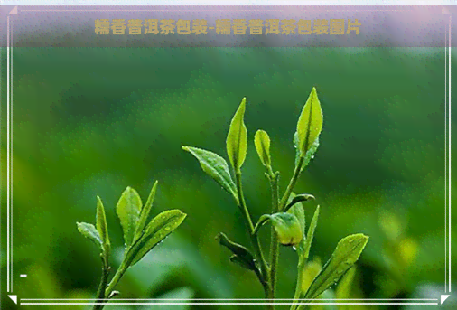 糯香普洱茶包装-糯香普洱茶包装图片