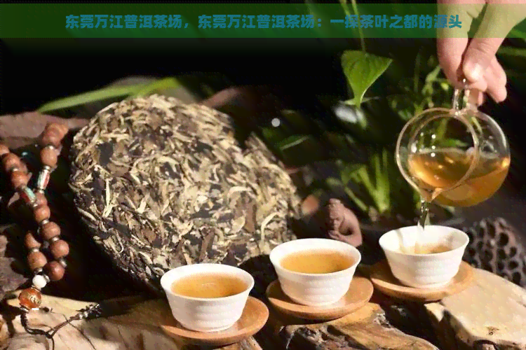 东莞万江普洱茶场，东莞万江普洱茶场：一探茶叶之都的源头