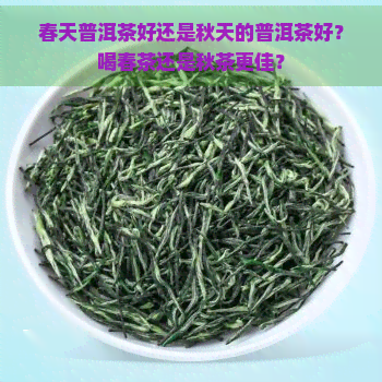 春天普洱茶好还是秋天的普洱茶好？喝春茶还是秋茶更佳？