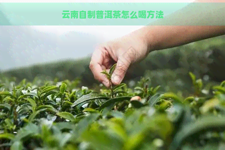 云南自制普洱茶怎么喝方法